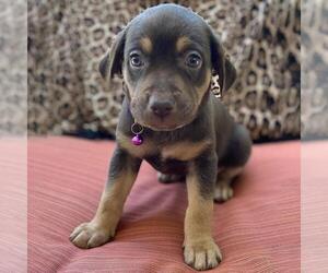 Medium Photo #14 Mutt Puppy For Sale in San Diego, CA, USA