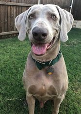Weimaraner Dogs for adoption in Wylie, TX, USA