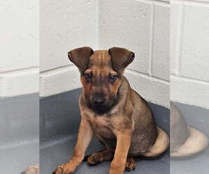 Mutt Dogs for adoption in Hilton Head, SC, USA