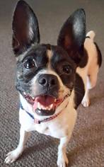 Boston Terrier-Unknown Mix Dogs for adoption in Longview, TX, USA
