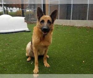 German Shepherd Dog Dogs for adoption in Toronto, Ontario, Canada