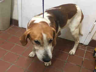 American Foxhound-Unknown Mix Dogs for adoption in Waynesville, NC, USA