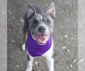 Bulldog-Unknown Mix Dogs for adoption in San Antonio, TX, USA