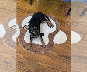 Miniature Pinscher Dogs for adoption in Valrico, FL, USA