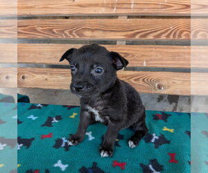 Chihuahua-Unknown Mix Dogs for adoption in Chico, CA, USA