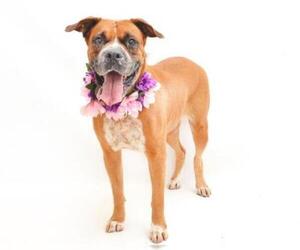 Boxer Dogs for adoption in Orlando, FL, USA