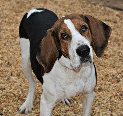 Medium Photo #1 Coonhound Puppy For Sale in Spring Lake, NJ, USA