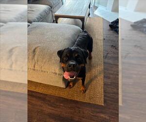 Rottweiler-Unknown Mix Dogs for adoption in Plano, TX, USA