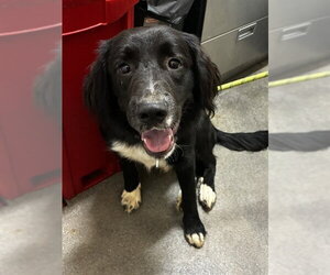 Australian Shepherd Dogs for adoption in Forestville, MD, USA