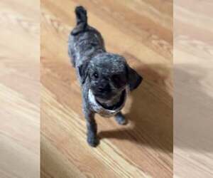 Poodle (Miniature)-Unknown Mix Dogs for adoption in Spring Lake, NC, USA