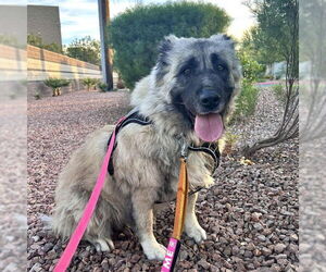 German Shepherd Dog-Unknown Mix Dogs for adoption in Las Vegas, NV, USA