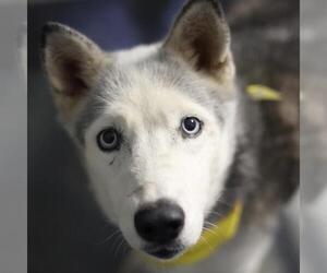 Huskies -Unknown Mix Dogs for adoption in San Antonio, TX, USA