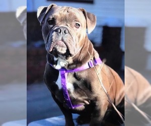 Free-Lance Bulldog Dogs for adoption in Dumont, NJ, USA
