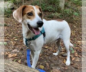 English Foxhound-Unknown Mix Dogs for adoption in Cary, NC, USA