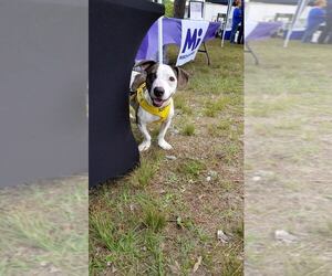 Basset Hound-Unknown Mix Dogs for adoption in Pensacola, FL, USA