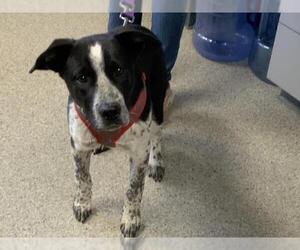 Australian Cattle Dog-Unknown Mix Dogs for adoption in Visalia, CA, USA