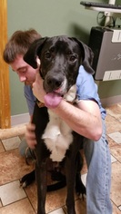 Great Dane Dogs for adoption in Colfax, IL, USA