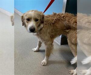 Goldendoodle Dogs for adoption in Newton, NC, USA