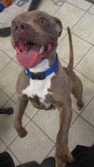 American Staffordshire Terrier Dogs for adoption in Rowlett, TX, USA