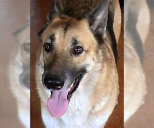 German Shepherd Dog Dogs for adoption in Harrison, AR, USA
