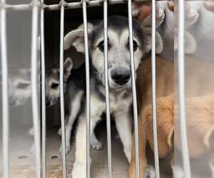 German Shepherd Dog-Unknown Mix Dogs for adoption in Oklahoma City, OK, USA