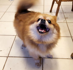 Pomeranian Dogs for adoption in Rock Hill, SC, USA