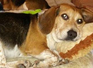 Beagle Dogs for adoption in Tunica, MS, USA