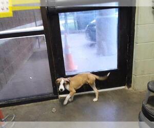 Anatolian Shepherd-Unknown Mix Dogs for adoption in Tulsa, OK, USA