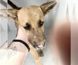 German Shepherd Dog-Unknown Mix Dogs for adoption in Houston, TX, USA