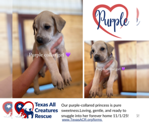 Labrenees Dogs for adoption in Lillian, TX, USA