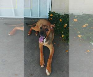 Shepradors Dogs for adoption in scottsdale, AZ, USA