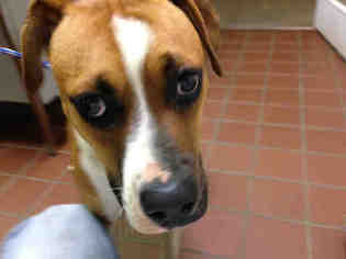 Boxer Dogs for adoption in Waynesville, NC, USA