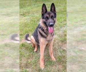 German Shepherd Dog Dogs for adoption in Akron, OH, USA