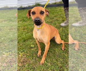 Mutt Dogs for adoption in Westminster, MD, USA