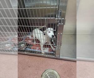 Mutt Dogs for adoption in Tallahassee, FL, USA