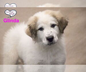 Anatolian Pyrenees Dogs for adoption in Lee's Summit, MO, USA