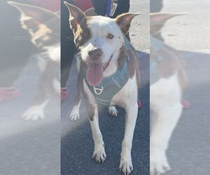 American Pit Bull Terrier-German Shepherd Dog Mix Dogs for adoption in Lee's Summit, MO, USA