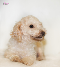 Poodle (Toy) Dogs for adoption in Shamokin, PA, USA