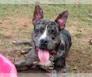 Boxer-Catahoula Leopard Dog Mix Dogs for adoption in Tallahassee, FL, USA