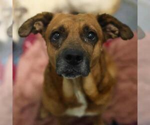 Rhodesian Ridgeback-Unknown Mix Dogs for adoption in San Antonio, TX, USA