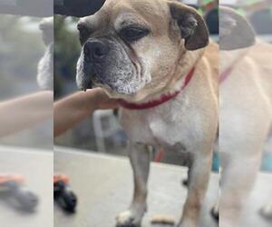 Bulldog Dogs for adoption in Dana Point, CA, USA