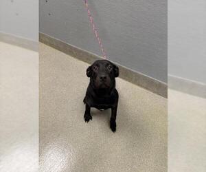 Labrador Retriever-Unknown Mix Dogs for adoption in Las Vegas, NV, USA