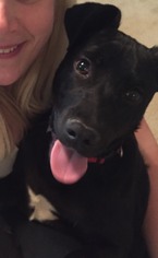 Labrador Retriever-Unknown Mix Dogs for adoption in O Fallon, MO, USA