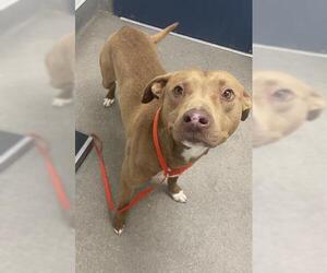 Mutt Dogs for adoption in HESPERIA, CA, USA