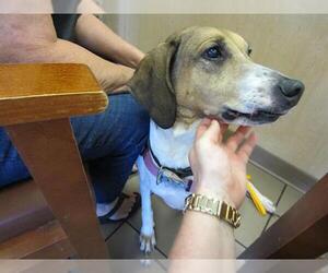 American Foxhound-Unknown Mix Dogs for adoption in Ocala, FL, USA