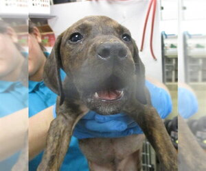 American Pit Bull Terrier Dogs for adoption in Oklahoma City, OK, USA