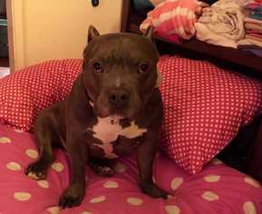 American Pit Bull Terrier-Bulldog Mix Dogs for adoption in Sylmar, CA, USA