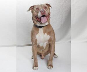 American Pit Bull Terrier Dogs for adoption in Burbank, CA, USA