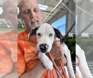 Mutt Dogs for adoption in Thomasville, NC, USA