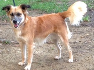Mutt Dogs for adoption in Dellslow, WV, USA